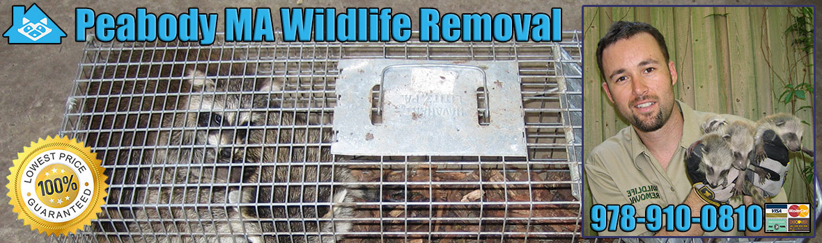 Peabody Wildlife and Animal Removal